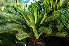 276 - botanicactus near ses salines