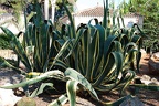 277 - botanicactus near ses salines