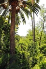 030 - Jardines de Alfabia