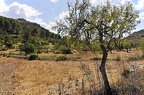 043 - from es Verger to S Alqueria Vella de Baix