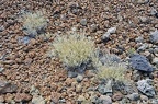 106 - hiking trail 7 - rambleta to montana blanca