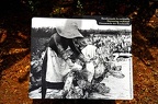 067 - piramides de gueimar - garden
