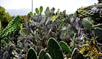 070 - piramides de gueimar - garden