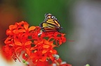 039 - icod de los vinos - mariposario del drago