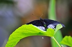 044 - icod de los vinos - mariposario del drago
