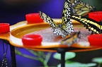 046 - icod de los vinos - mariposario del drago