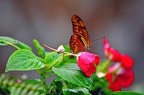 049 - icod de los vinos - mariposario del drago