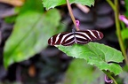050 - icod de los vinos - mariposario del drago (2328 Besuche) 050 - icod de los vinos - mariposario del drago