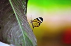 056 - icod de los vinos - mariposario del drago