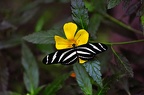 057 - icod de los vinos - mariposario del drago (2073 Besuche) 057 - icod de los vinos - mariposario del drago