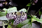065 - icod de los vinos - mariposario del drago (1910 Besuche) 065 - icod de los vinos - mariposario del drago