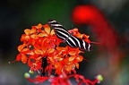 073 - icod de los vinos - mariposario del drago