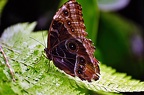 076 - icod de los vinos - mariposario del drago