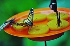 081 - icod de los vinos - mariposario del drago