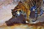 020-parque las aguilas - tiger