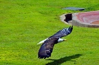 032-parque las aguilas - airshow