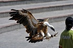 072-parque las aguilas - airshow (2077 visingar) 072-parque las aguilas - airshow