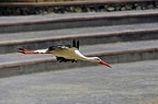 094-parque las aguilas - airshow