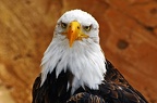 102-parque las aguilas - raptors