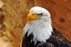 101-parque las aguilas - raptors (1770bezoeken) 101-parque las aguilas - raptors