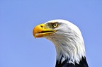 110-parque las aguilas - raptors