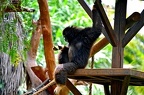 123-parque las aguilas - apes (被訪問過 1953 次) 123-parque las aguilas - apes