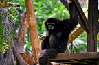 124-parque las aguilas - apes