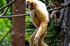 126-parque las aguilas - apes