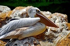137-parque las aguilas - pelican (2050 Besuche) 137-parque las aguilas - pelican