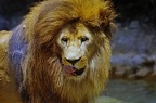 140-parque las aguilas - lion