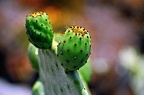 188-parque las aguilas - plants (1674 Besuche) 188-parque las aguilas - plants