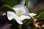 192-parque las aguilas - plants