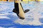 048 - loro parque - orcashow