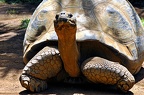 053 - loro parque - turtle (1818 Besuche) 053 - loro parque - turtle