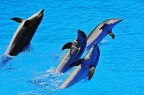 082 - loro parque - dolphin show (1513 بازدید) 082 - loro parque - dolphin show