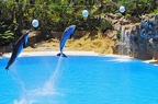 084 - loro parque - dolphin show