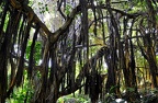 098 - loro parque - plants