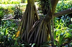 17-jardin botanico orotava (2242 Besuche) 17-jardin botanico orotava