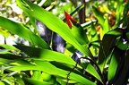 29-jardin botanico orotava