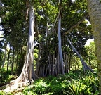 50-jardin botanico orotava - ficus macrophylla