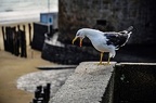 029 - St Malo