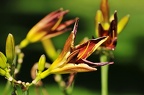 best of flowers 0007