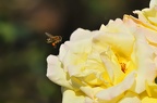 best of flowers 0037