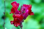 best of flowers 0062