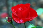 best of flowers 0086