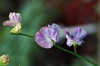 best of flowers 0088 (3439 Besuche) best of flowers 0088