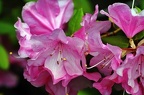 best of flowers 0305