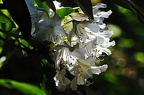 best of flowers 0314