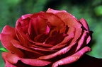 best of flowers 0346