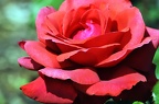 best of flowers 0348